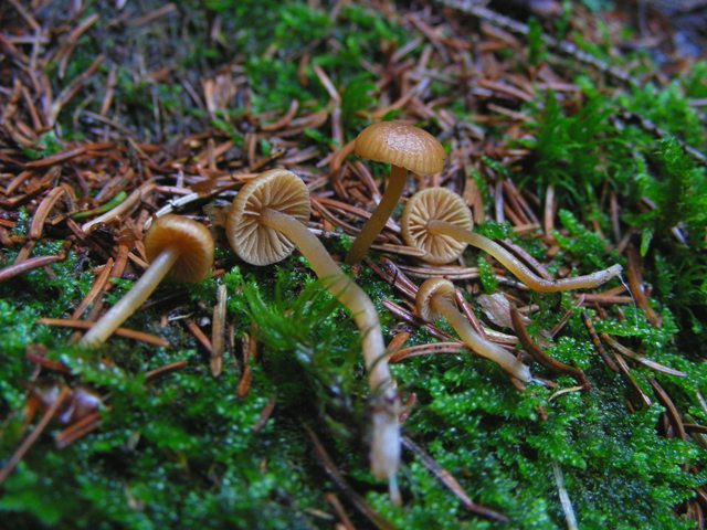 Escursione a 1500/1800,tanti funghi